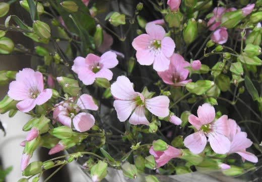 ピンクと白のカスミソウと５月のバラ その５ 愛媛県宇和島市からの良いたより