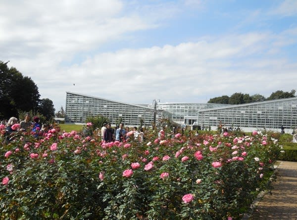 神代植物公園 秋のバラフェスタ 寄り道日記 2 神代植物公園 秋のバラフェスタ 寄り道日記 2