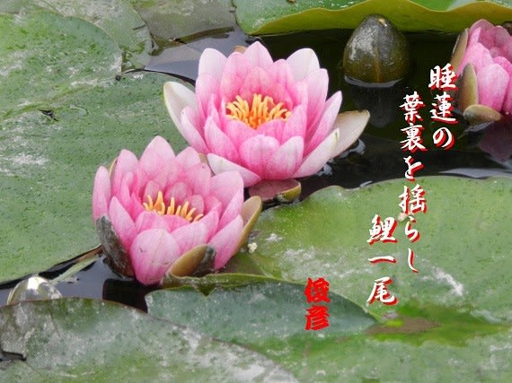 睡蓮 鎌ちゃんの一日一考
