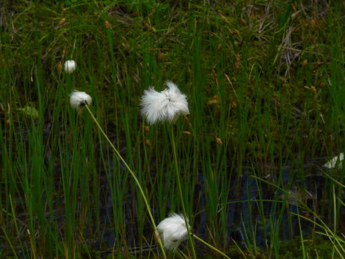 栂池自然園の植物（2009/7/20）　ワタスゲ（綿菅）