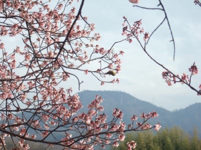 福成寺の桜 丸亀市綾歌町