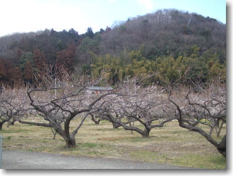 そちこちに広がる食用の梅林