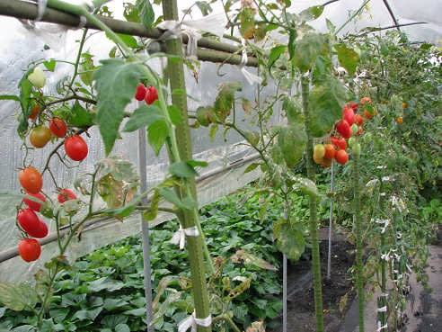 トマトの栽培 のブログ記事一覧 畑 畑 畑