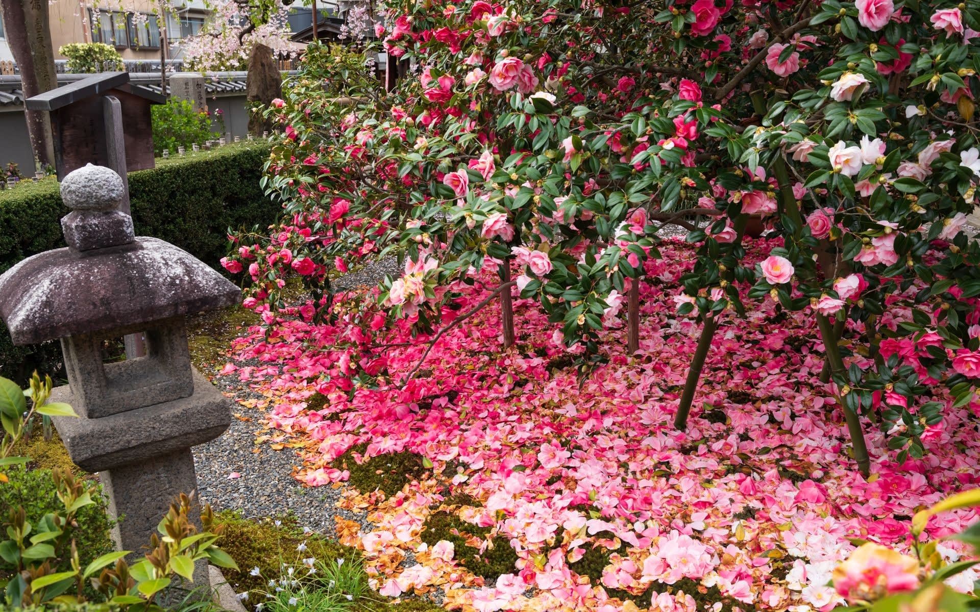 18年桜の京都 椿寺 地蔵院 の壁紙 計枚 壁紙 日々駄文 18年桜の京都 椿寺 地蔵院 の壁紙 計枚 壁紙 日々駄文