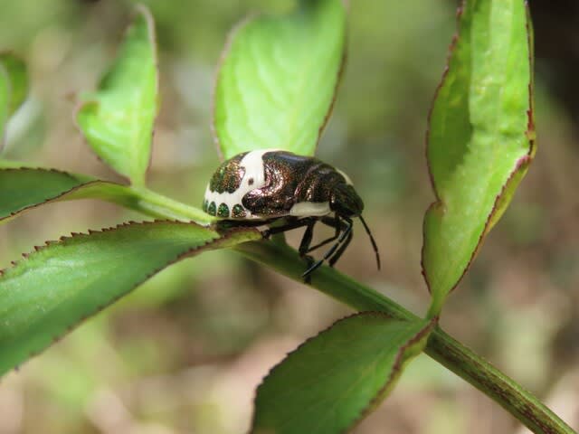 高ボッチ高原・鉢伏山で最近見る事の出来る昆虫　アカスジキンカメムシ（赤条金亀虫・赤筋金亀虫）の幼虫