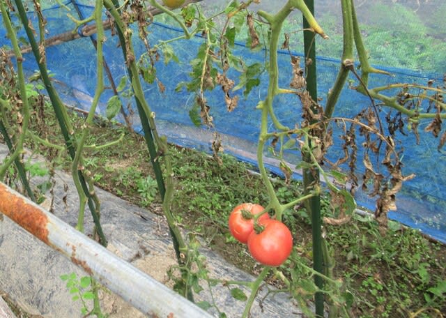 ２０２０年のトマト連続摘芯栽培 株を観察する 里山悠々録