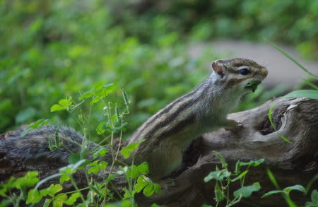 木登りリスさん 函館公園ミニzooだより 木登りリスさん 函館公園ミニzooだより