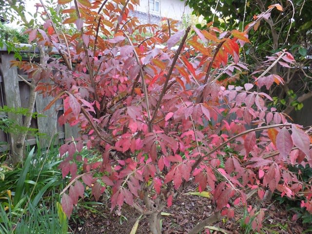 山採りニシキギ 世界三大紅葉樹 2.2M(鉢底から) 品番B