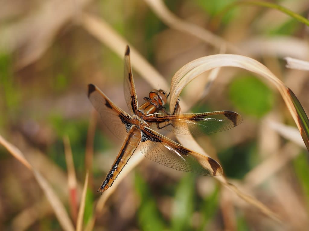 きらら浜のベッコウトンボ ダイビングと生き物の写真ブログ３ 魚 鳥 花 蝶 トンボなどなど