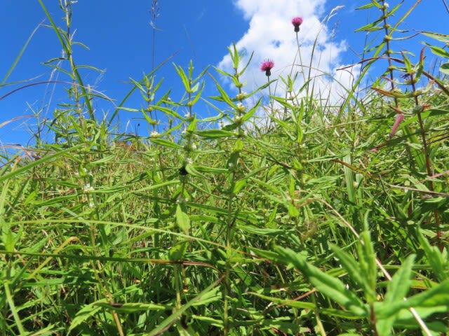 高ボッチ高原・鉢伏山の植物　ヒメシロネ（姫白根）