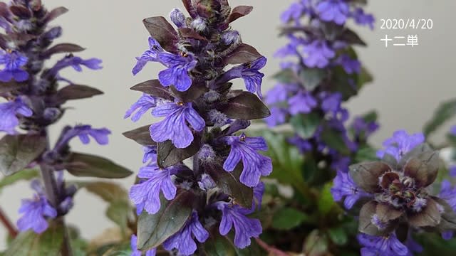 西洋十二単 とアジュガ 白のフリージアも咲きました 花より団子イチゴ 私のお庭