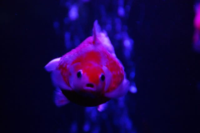 https://blogimg.goo.ne.jp/user_image/4c/00/551452fe65002f6c1dd8bf3a9de64ac1.jpg?random=31854d7ec3d9439db55391d7df093fa1