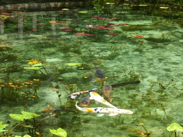 モネ の 池 今日