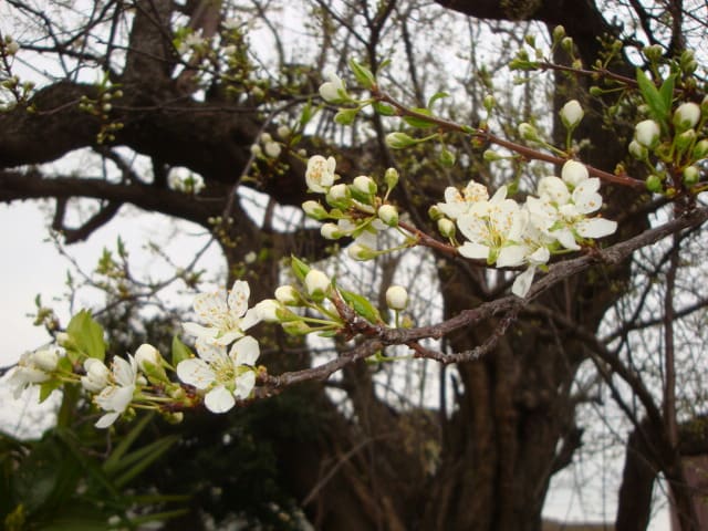 白い桜 ブロぐをはじめました