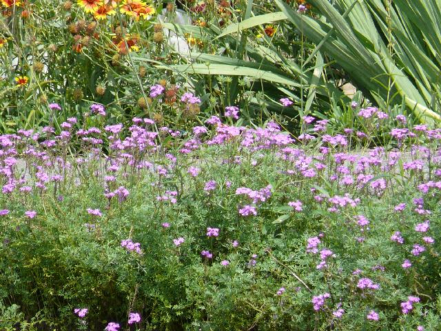 奥州市水沢区のバーベナ 宿根バーベナ 11年8月28日 日 Peaの植物図鑑