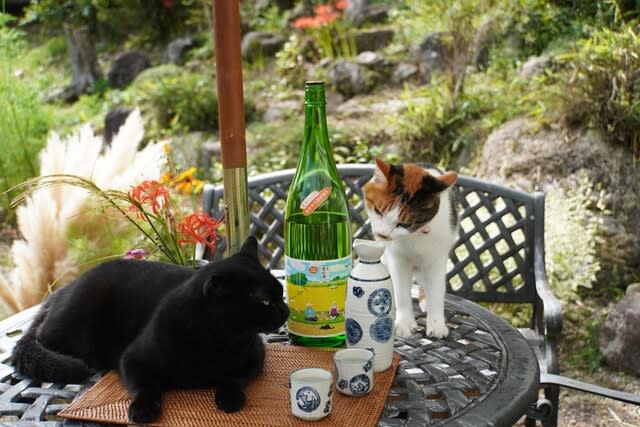 猫とお酒の写真コンテスト セレナ日和
