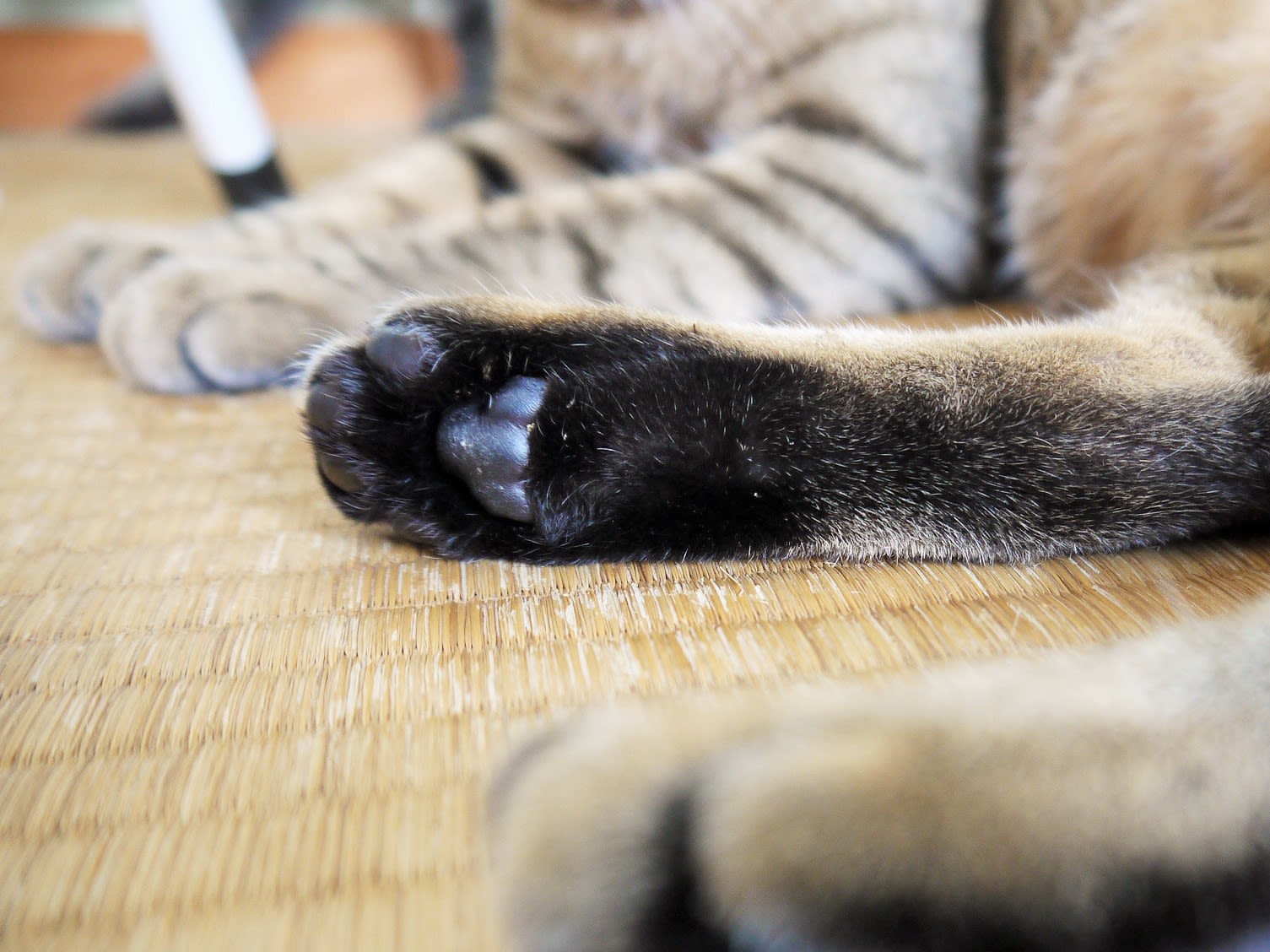 肉球 Part２ たんば保護猫お見合い所