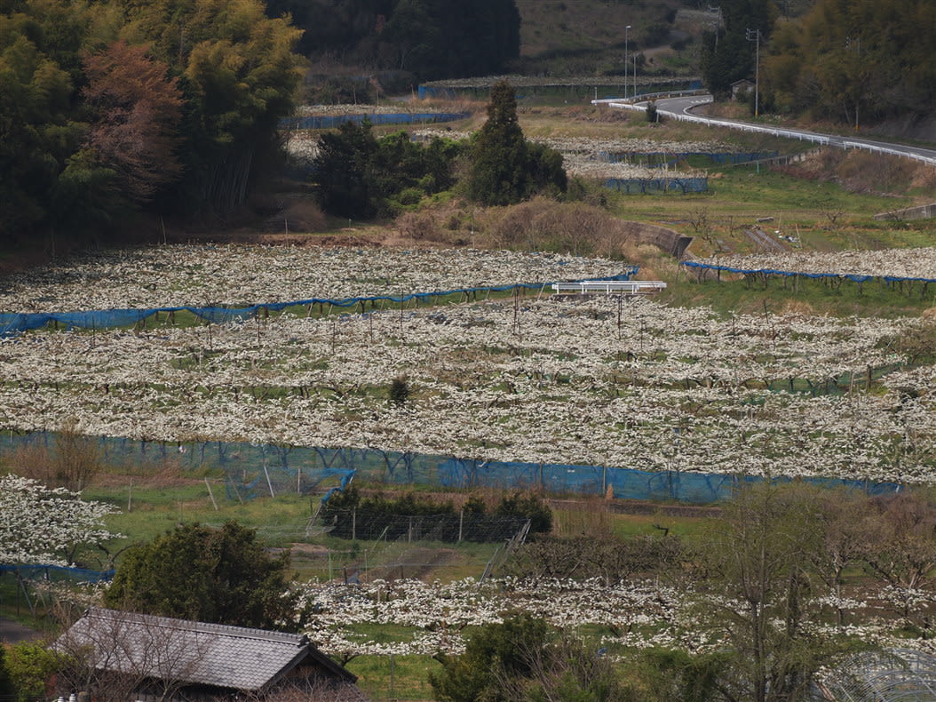 梨の花が満開です！の画像