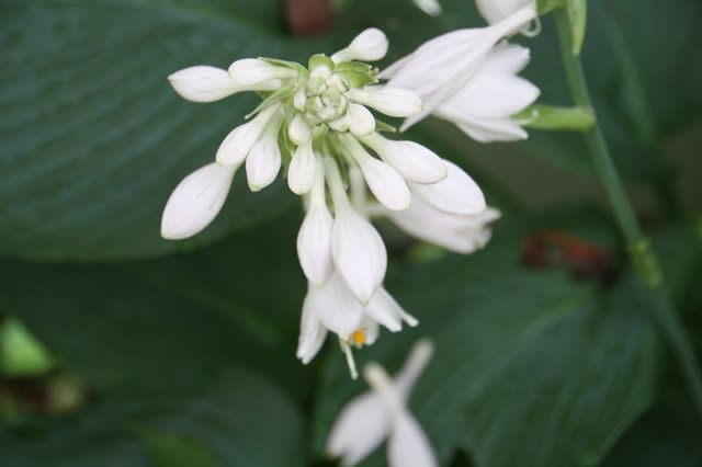 薄紫のカンパヌラ 白いホスタ M S Small Garden Milky Mamaの小さな庭