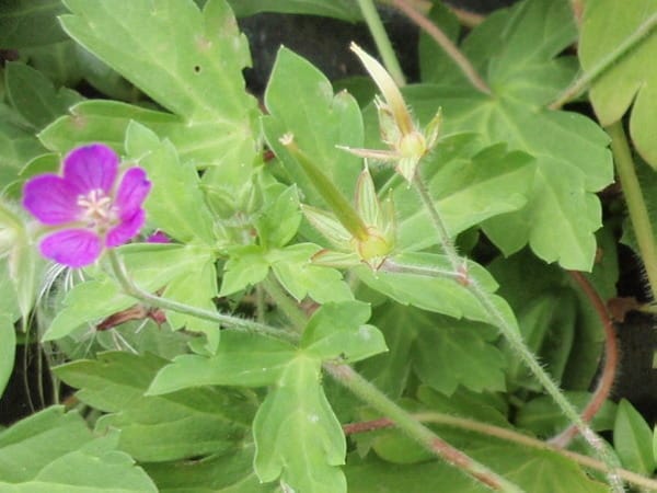 ゲンノショウコの花後 8月の花 旭川発 ハッピーなくらし ゲンノショウコの花後 8月の花 旭川発 ハッピーなくらし