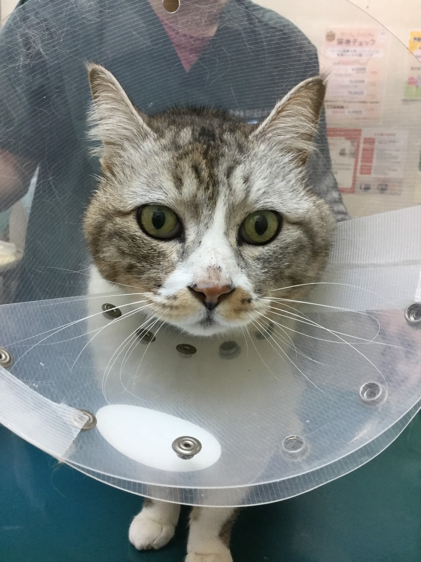 首に怪我をしたタケちゃん 福岡県糟屋郡須恵町 リヴ動物病院 こちらで病院紹介を行っています 首に怪我をしたタケちゃん 福岡県糟屋郡須恵町 リヴ動物病院 こちらで病院紹介を行っています