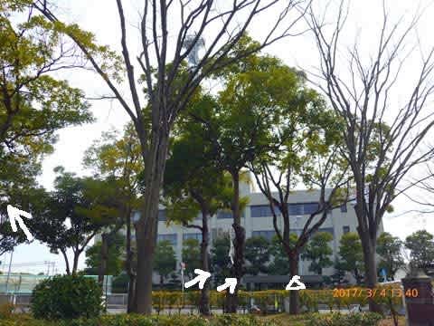 こどもの森 のタブノキ Kankoのひとりごと