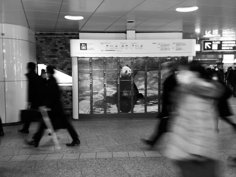 Shinjiku_panda20130206 Shinjiku_panda20130206