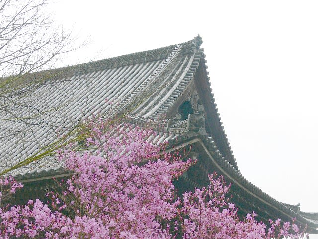 仁和寺：金堂前には、ミツバツツジが綺麗に咲いていた
