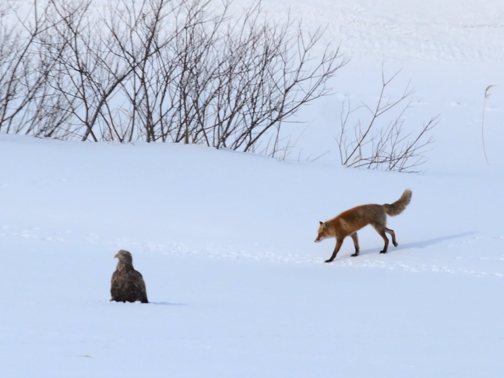 オジロワシ18 のブログ記事一覧 11ページ目 鳥とパイプと日本酒のおっさんメモ
