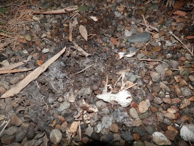 小動物の白骨化した遺体 森の学舎 の日々のできごと