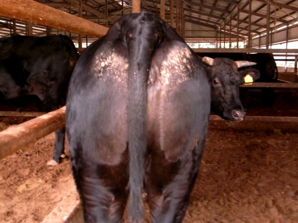 肥育牛の下痢 牛コラム 肥育牛の下痢 牛コラム