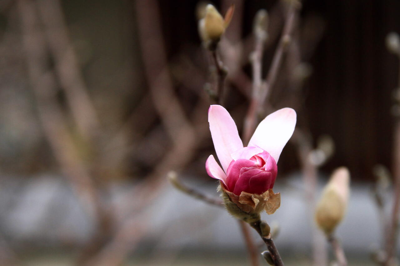 春の花　三題の画像