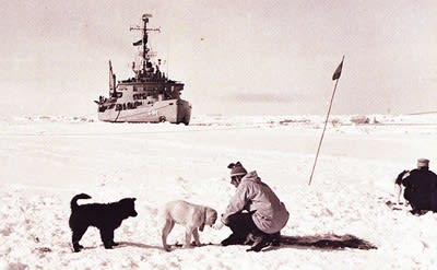 タロ ジロと生きた 南極物語 に 第3の犬 動物たちにぬくもりを