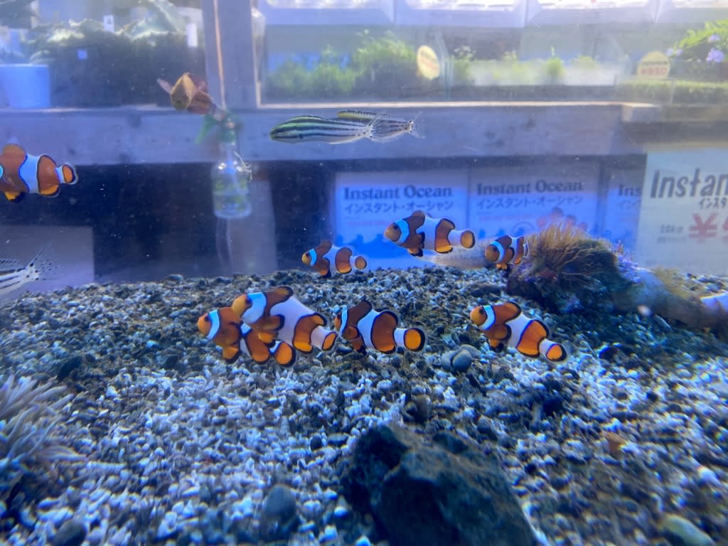 カクレクマノミ 熱帯魚店モンスターアクアリウム 川口店 買取販売情報