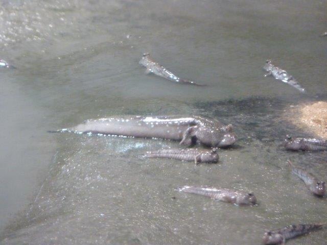 ムツゴロウを諫早市は干拓の里水族館で見て思った 撮りさるく