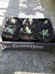 挿し木ラベンダー Peace Freedom 挿し木ラベンダー Peace Freedom