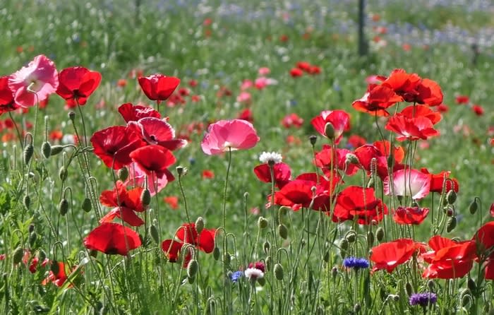 ポピーの花畑 葛西臨海公園 都内散歩 散歩と写真