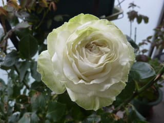 わかな 白のかくれんぼ Rosa De Col Ht白系 東京fancy Free Life わかな 白のかくれんぼ Rosa De Col Ht白系 東京fancy Free Life