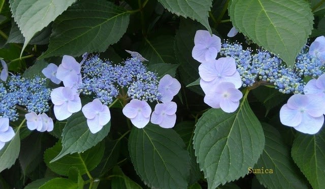 夏の季語 四葩 よひら ８７純花のブログ