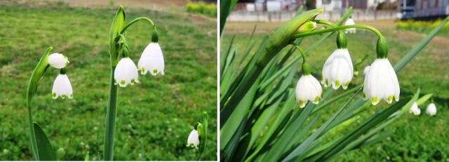 スノーフレーク 別名 鈴蘭水仙 似ている花 スノードロップ ごんちゃんママの散歩道