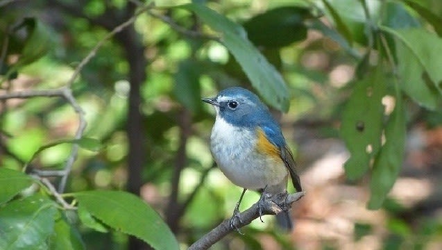 フリー素材 野鳥 翡翠 於大公園のルリビタキ 愛知県の青い鳥 翡翠 カワセミ ３６５日