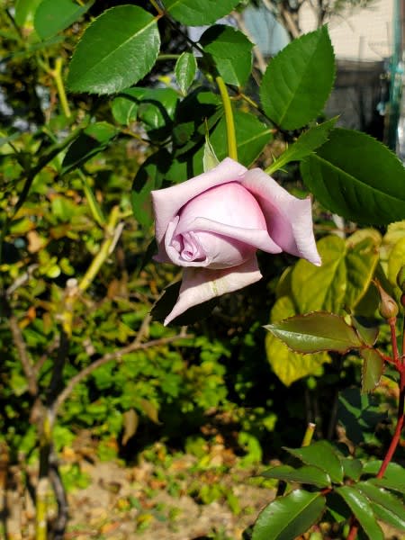 蕾の美しいピンクのバラ 四季彩ガーデンにようこそ