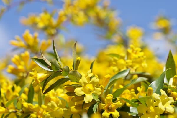 カロライナジャスミン ジャスミンの様な芳香の春の花は1月26日の誕生花 Aiグッチ のつぶやき