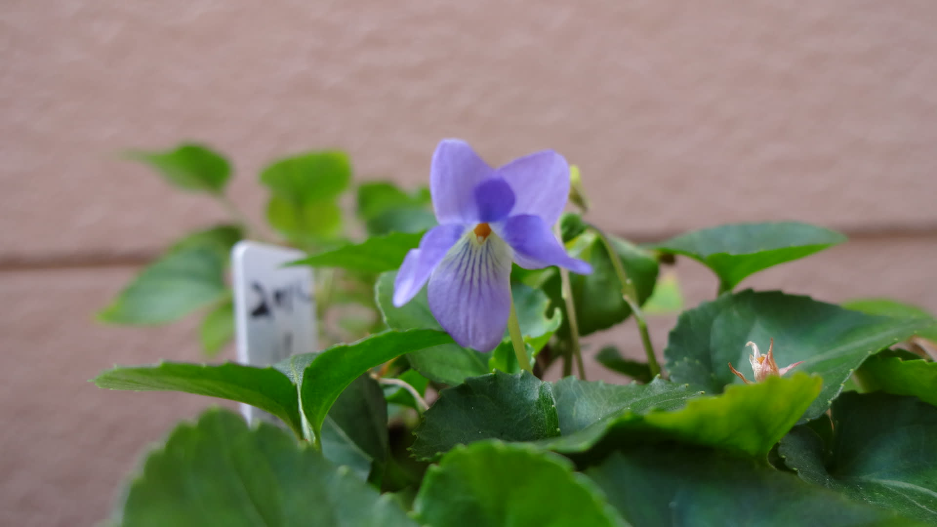スミレの育て方１０月 スミレの花を楽しむ タチツボスミレ開花 ワインバーでのひととき