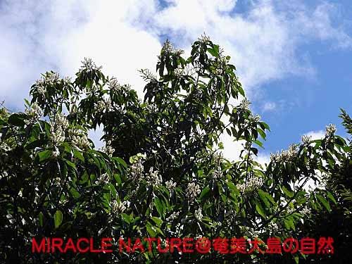 アオバノキ花盛り Miracle Nature 世界自然遺産の島 奄美大島