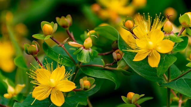 赤い実が可愛いヒペリカム Bloom Mubindu