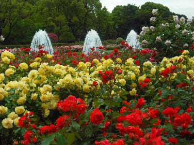 神戸市 須磨離宮公園のバラ園 神戸 薔薇 いつも晴天 これでいいのだ