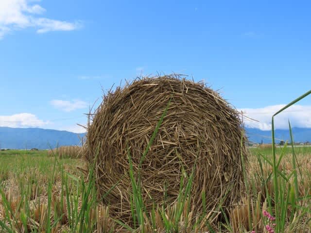 稲藁ロール mt77のblog 稲藁ロール mt77のblog