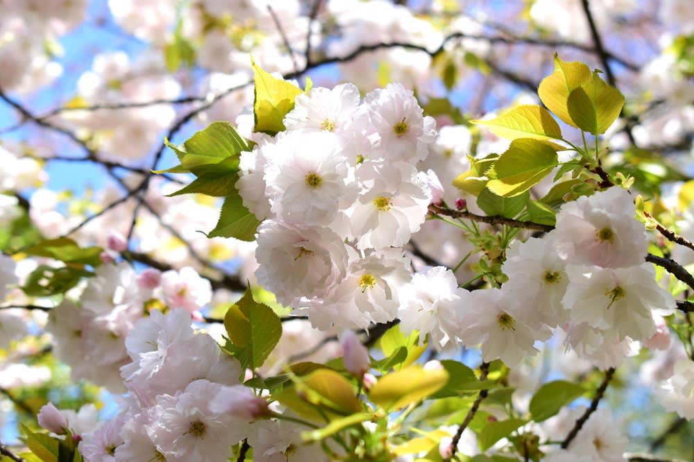 春空に白い八重桜。 - 花蓮’ｓ　Room