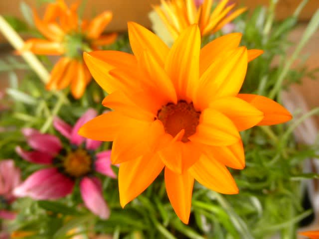 勲章菊 ガザニアです やまのうえから 勲章菊 ガザニアです やまのうえから